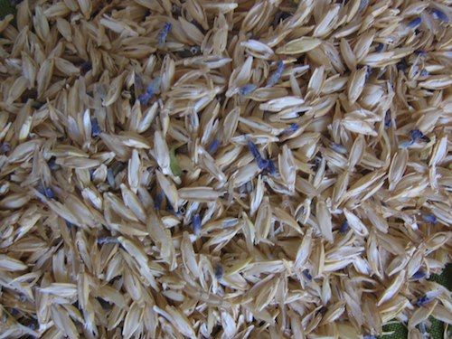 Mini coussin v&eacute;g&eacute;tal : cale reins ou cale nuque, pour la voiture, en petit &eacute;peautre et lavande bio